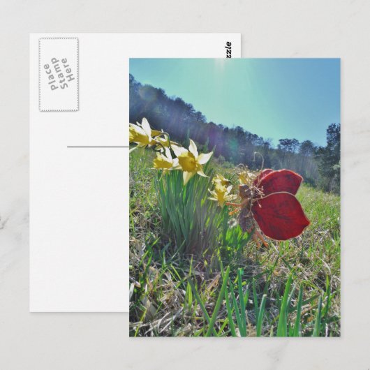 rode vleugelfee en daffodils briefkaart (Voorkant / Achterkant)
