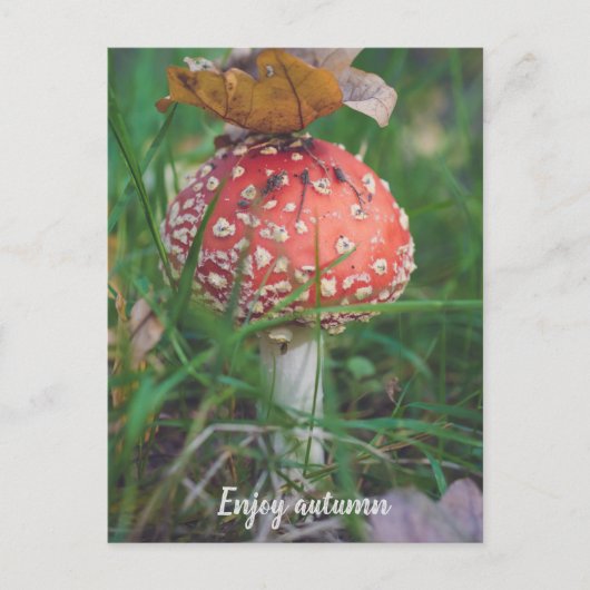 Rode vlieg-paddenstoel briefkaart (Voorkant)