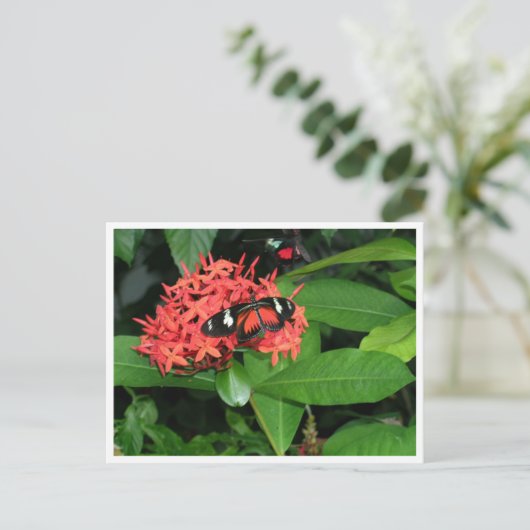 rode vlinder briefkaart (Staand voorkant)