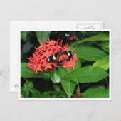  rode vlinder briefkaart (Voorkant / Achterkant)