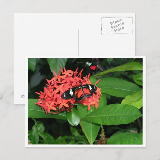  rode vlinder briefkaart (Voorkant / Achterkant)