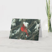 Rode vogel in de sneeuw feestdagen kaart (Voorkant)