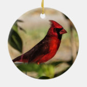 Rode vogel mannelijke Kardinale foto Keramisch Ornament (Achterkant)