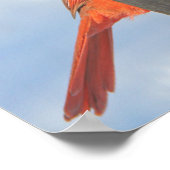 Rode vogel met Psalms Hope Bijbelse Verse Poster (Hoek)