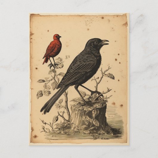  Rode Vogel & Raven Briefkaart (Voorkant)