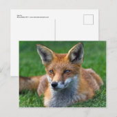 Rode Vos Ansichtkaart Briefkaart (Voorkant / Achterkant)
