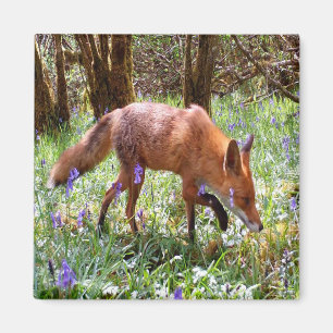 Rode Vos Blauwe Klokjes Bos Natuur Liefhebber Cade Magneet