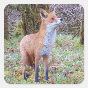 Rode Vos Bos Natuurlijke Woud Dieren Kunst Vierkante Sticker