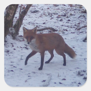 Rode Vos in besneeuwd bos Natuurleven Woud Dieren Vierkante Sticker