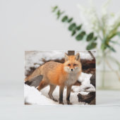 Rode vos in de sneeuw briefkaart (Staand voorkant)