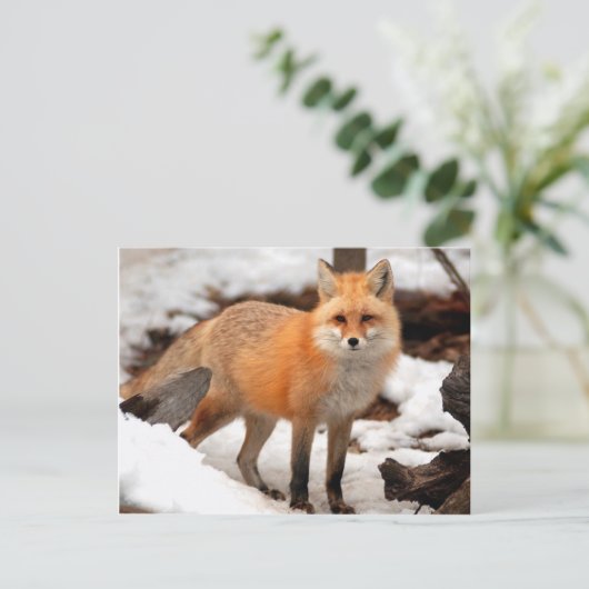 Rode vos in de sneeuw briefkaart (Staand voorkant)