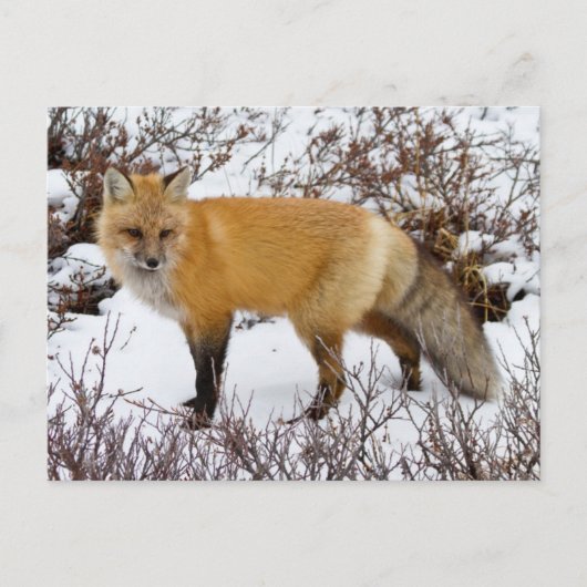 Rode vos in de sneeuw in de winter briefkaart (Voorkant)