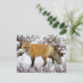 Rode vos in de sneeuw in de winter briefkaart (Staand voorkant)