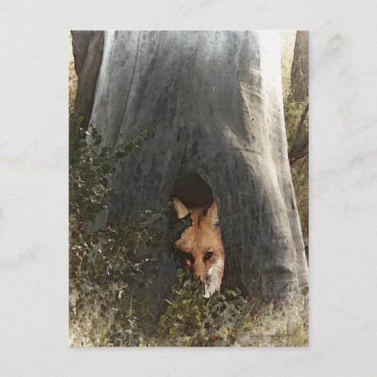 Rode vos in een boom, geschenken en kleding briefkaart (Voorkant)