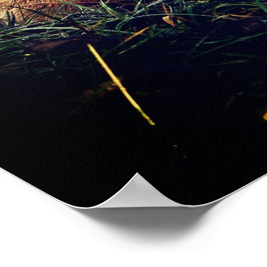 Rode vos in een bos poster (Hoek)