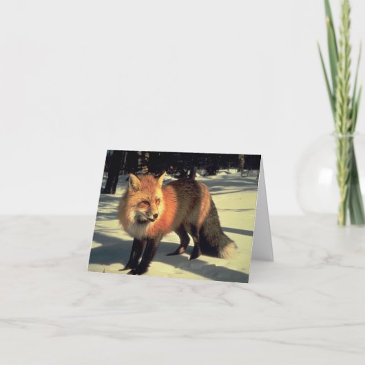 Rode Vos in Sneeuw, Rocky Mountain National Park,  Feestdagen Kaart (Voorkant)