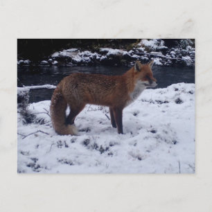 Rode Vos In Sneeuw Winter Wilde Natuur Natuurbeeld Briefkaart