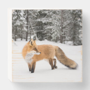 Rode vos in witte sneeuw houten kist print