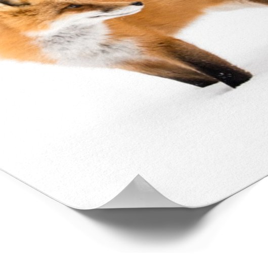 Rode vos in witte sneeuw poster (Hoek)