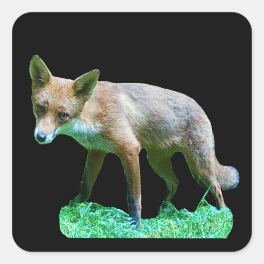Rode Vos Jong Cute Bosdier Ontwerp Vierkante Sticker (Voorkant)