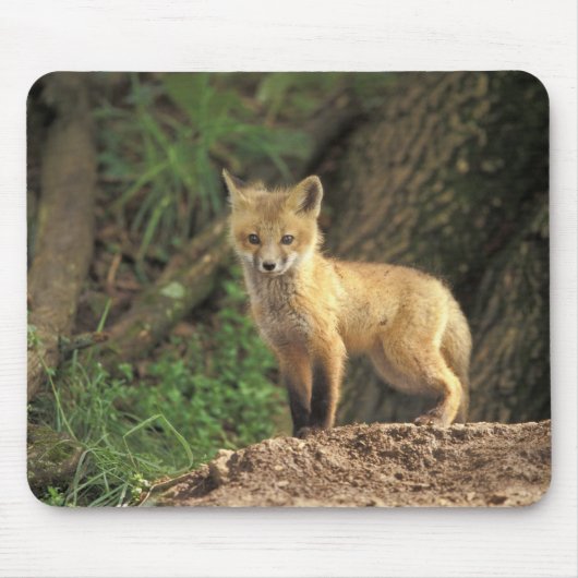 Rode vos jong voor hol (Vulpes vulpes) Muismat (Voorkant)