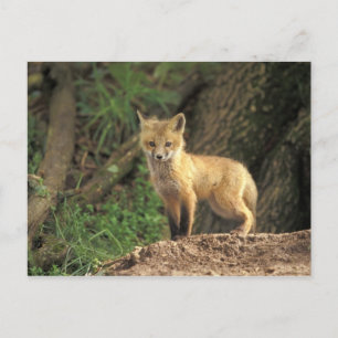 Rode vos jong voor zijn hol (Vulpes vulpes) Briefkaart