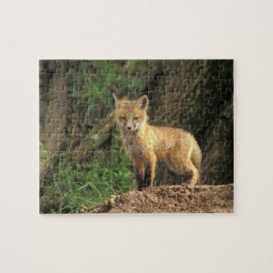 Rode vos jong voor zijn hol (Vulpes vulpes) Legpuzzel