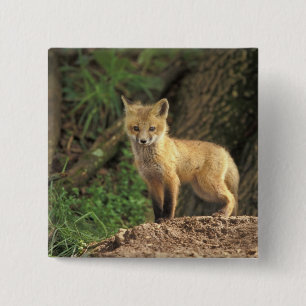 Rode vos jong voor zijn hol (Vulpes vulpes) Vierkante Button 5,1 Cm