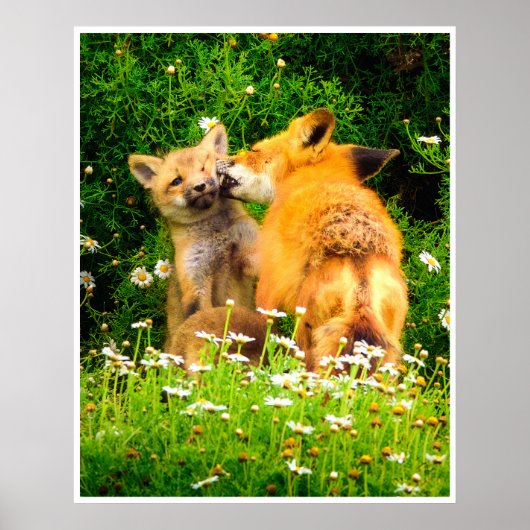 Rode Vos Jongen Muur Kunst | Wilde Weide Druk Poster (Voorkant)