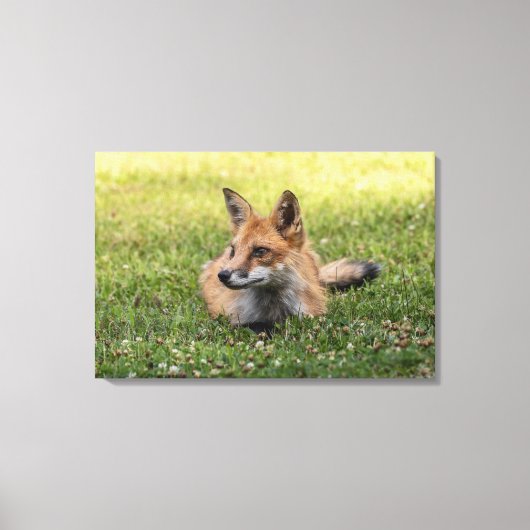 Rode vos op een bed van klaver (horizontaal) canvas afdruk (Voorkant)