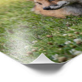 Rode vos op een bed van klaver (horizontaal) foto afdruk (Hoek)