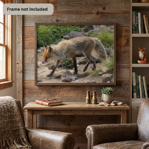 Rode Vos op een Rotsachtig Pad - Natuurfotografie Poster