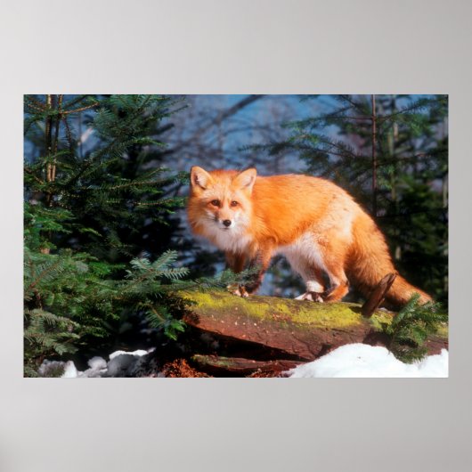 Rode Vos op een stam Poster (Voorkant)