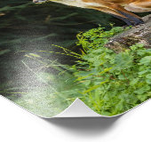 Rode vos op een voetstuk foto afdruk (Hoek)