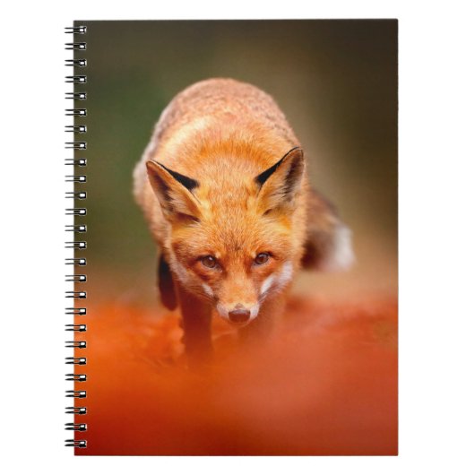 Rode vos op oranje herfstbladeren. Cute Red Notitieboek (Voorkant)