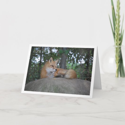 Rode Vos op Rots Kaart (Voorkant)