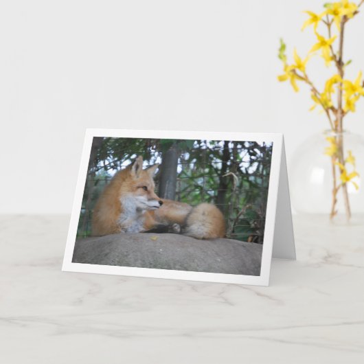 Rode Vos op Steen Kaart (Gele Bloem)