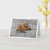 Rode Vos op Weg Kaart (Gele Bloem)