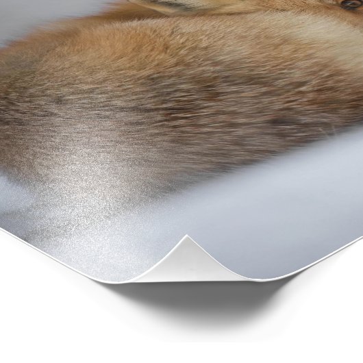 Rode vos op wintersneeuw foto afdruk (Hoek)