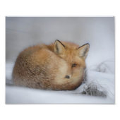 Rode vos op wintersneeuw foto afdruk (Voorkant)
