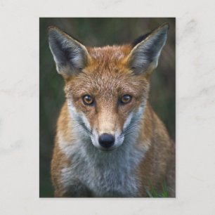 Rode Vos Portret Ansichtkaart Briefkaart