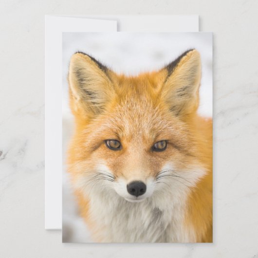 Rode Vos Portret Bedankkaart (Voorkant)