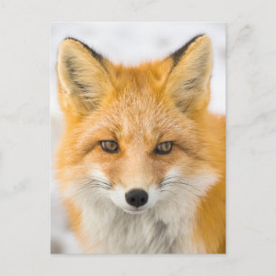 Rode Vos Portret Briefkaart