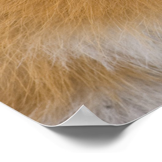 Rode vos poster (Hoek)