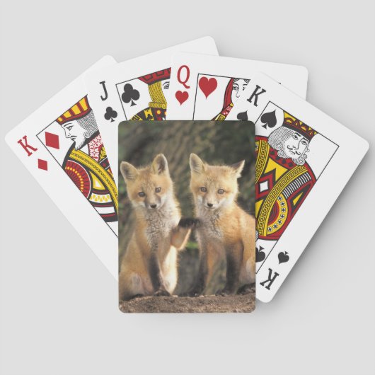 Rode vos pup voor de hol (Vulpes vulpes) Pokerkaarten (Achterkant)