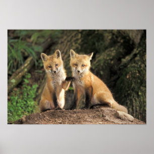 Rode vos pup voor de hol (Vulpes vulpes) Poster
