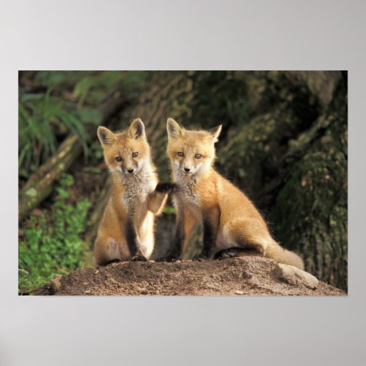 Rode vos pup voor de hol (Vulpes vulpes) Poster (Voorkant)