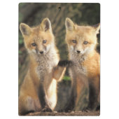Rode vos pup voor de ingang van het hol (Vulpes vu Klembord (Achterkant)