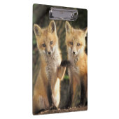 Rode vos pup voor de ingang van het hol (Vulpes vu Klembord (Rechts)