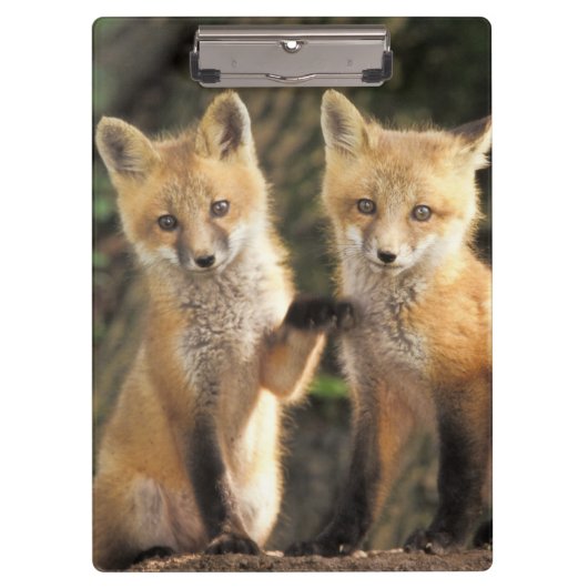 Rode vos pup voor de ingang van het hol (Vulpes vu Klembord (Voorkant)